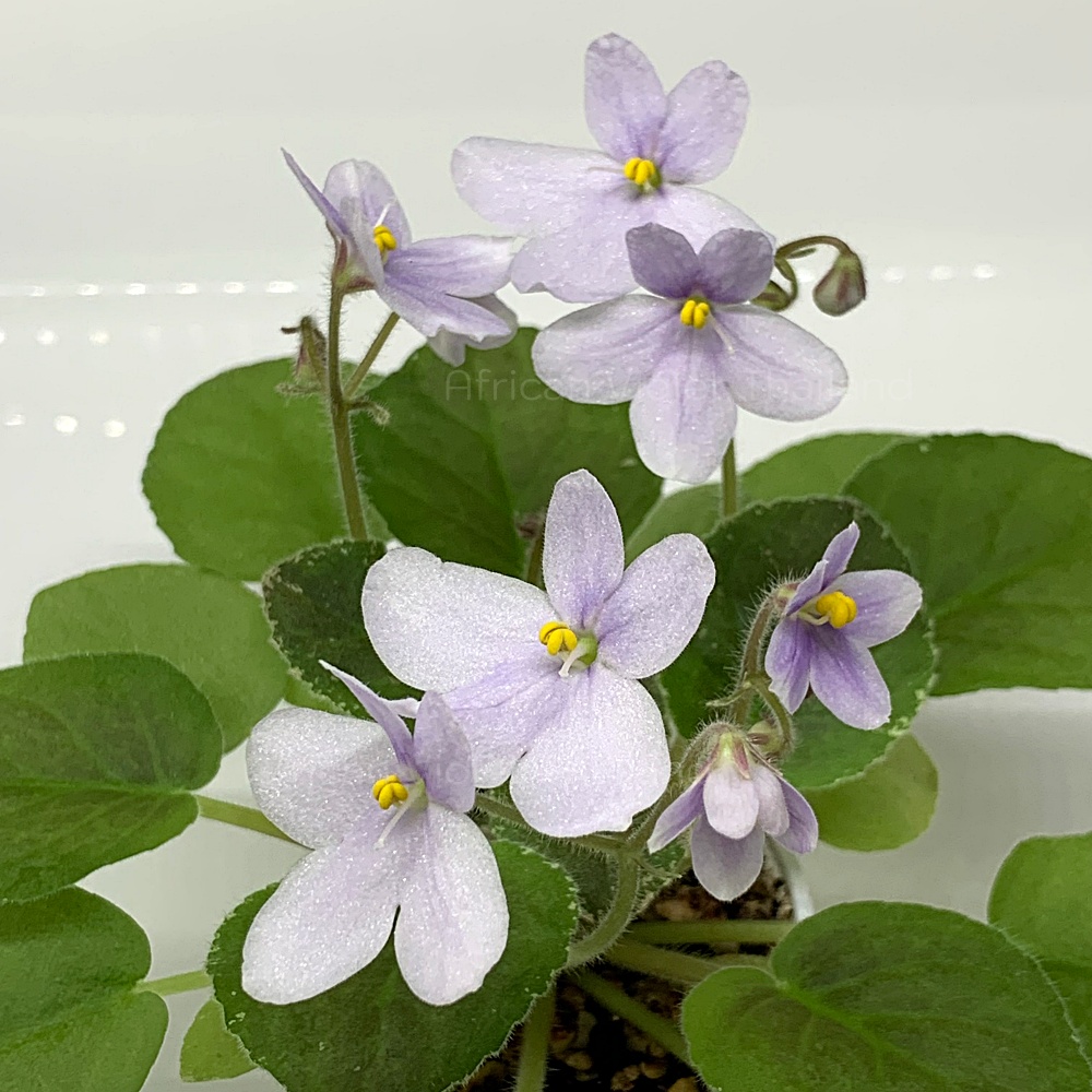 จำหน่าย แอฟริกันไวโอเล็ต สายพันธุ์ต่างประเทศ มาใหม่ทุกเสาร์ สั่งซื้อได้ที่ https://facebook.com/AfricanVioletThailand
