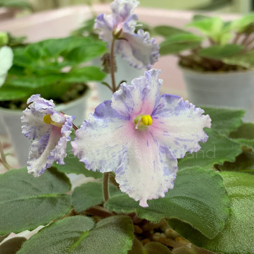 จำหน่าย แอฟริกันไวโอเล็ต สายพันธุ์ต่างประเทศ มาใหม่ทุกเสาร์ สั่งซื้อได้ที่ https://facebook.com/AfricanVioletThailand