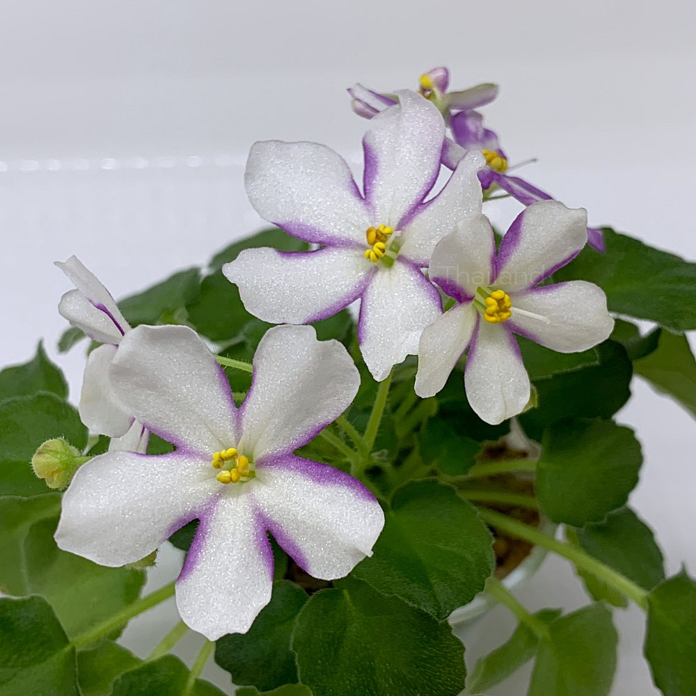 จำหน่าย แอฟริกันไวโอเล็ต สายพันธุ์ต่างประเทศ มาใหม่ทุกเสาร์ สั่งซื้อได้ที่ https://facebook.com/AfricanVioletThailand