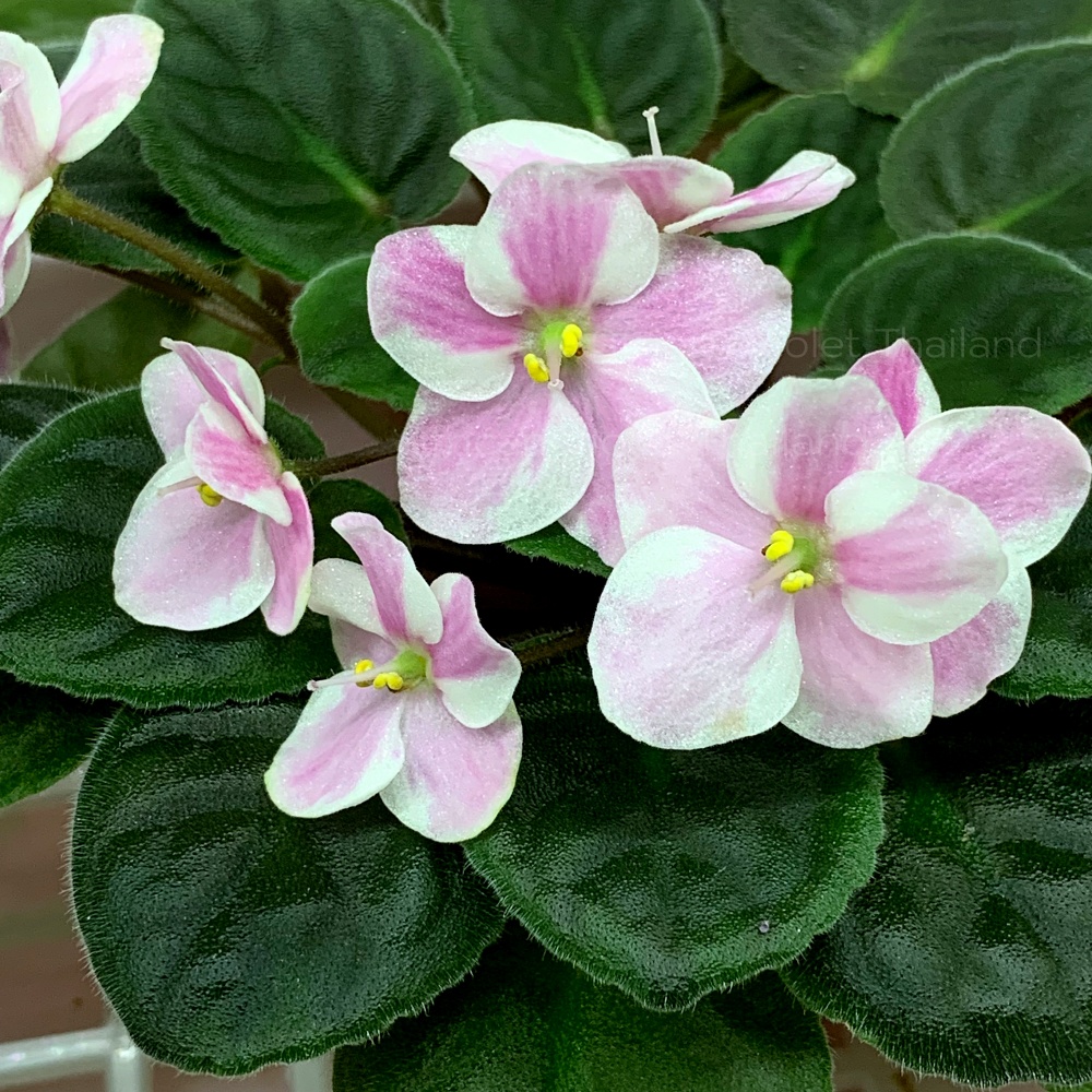 จำหน่าย แอฟริกันไวโอเล็ต สายพันธุ์ต่างประเทศ มาใหม่ทุกเสาร์ สั่งซื้อได้ที่ https://facebook.com/AfricanVioletThailand