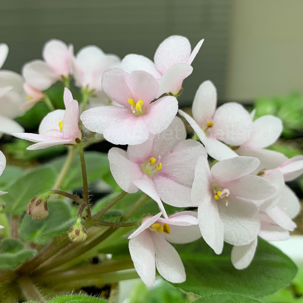 จำหน่าย แอฟริกันไวโอเล็ต สายพันธุ์ต่างประเทศ มาใหม่ทุกเสาร์ สั่งซื้อได้ที่ https://facebook.com/AfricanVioletThailand