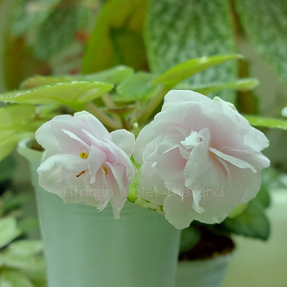 จำหน่าย แอฟริกันไวโอเล็ต สายพันธุ์ต่างประเทศ มาใหม่ทุกเสาร์ สั่งซื้อได้ที่ https://facebook.com/AfricanVioletThailand