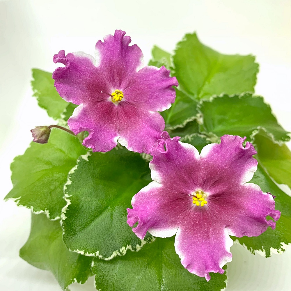 จำหน่าย แอฟริกันไวโอเล็ต สายพันธุ์ต่างประเทศ มาใหม่ทุกเสาร์ สั่งซื้อได้ที่ https://facebook.com/AfricanVioletThailand