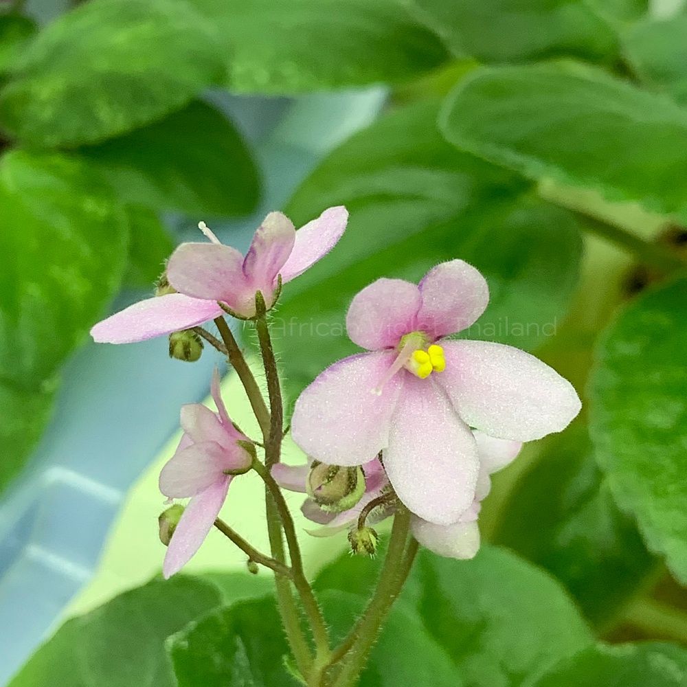 จำหน่าย แอฟริกันไวโอเล็ต สายพันธุ์ต่างประเทศ มาใหม่ทุกเสาร์ สั่งซื้อได้ที่ https://facebook.com/AfricanVioletThailand