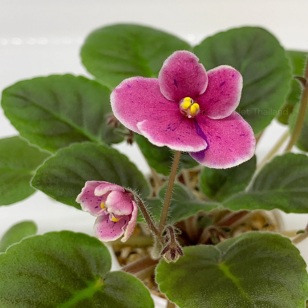 จำหน่าย แอฟริกันไวโอเล็ต สายพันธุ์ต่างประเทศ มาใหม่ทุกเสาร์ สั่งซื้อได้ที่ https://facebook.com/AfricanVioletThailand