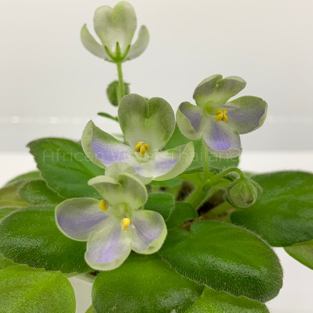 จำหน่าย แอฟริกันไวโอเล็ต สายพันธุ์ต่างประเทศ มาใหม่ทุกเสาร์ สั่งซื้อได้ที่ https://facebook.com/AfricanVioletThailand