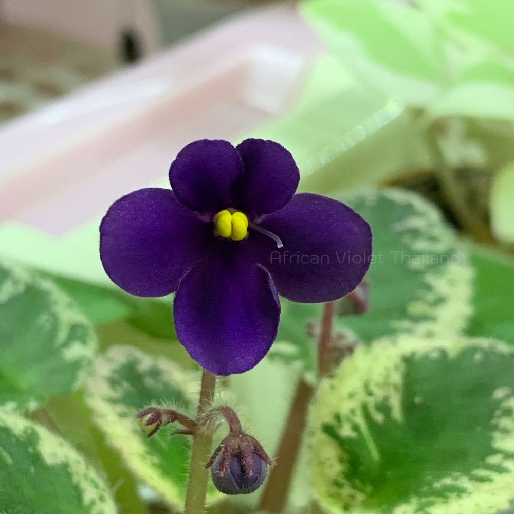 จำหน่าย แอฟริกันไวโอเล็ต สายพันธุ์ต่างประเทศ มาใหม่ทุกเสาร์ สั่งซื้อได้ที่ https://facebook.com/AfricanVioletThailand