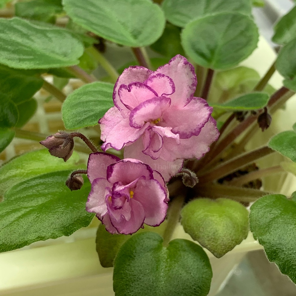 จำหน่าย แอฟริกันไวโอเล็ต สายพันธุ์ต่างประเทศ มาใหม่ทุกเสาร์ สั่งซื้อได้ที่ https://facebook.com/AfricanVioletThailand