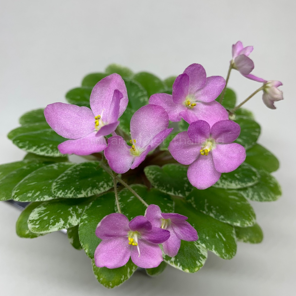 จำหน่าย แอฟริกันไวโอเล็ต สายพันธุ์ต่างประเทศ มาใหม่ทุกเสาร์ สั่งซื้อได้ที่ https://facebook.com/AfricanVioletThailand