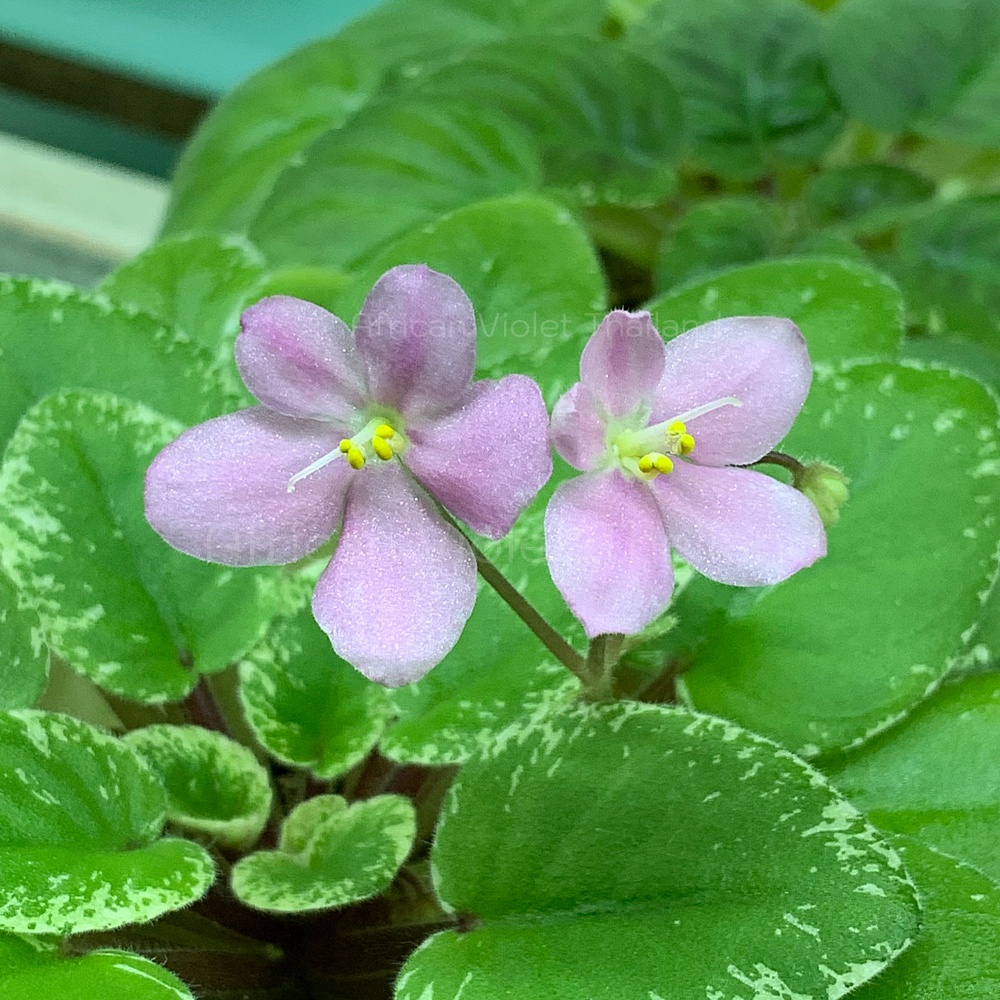 จำหน่าย แอฟริกันไวโอเล็ต สายพันธุ์ต่างประเทศ มาใหม่ทุกเสาร์ สั่งซื้อได้ที่ https://facebook.com/AfricanVioletThailand