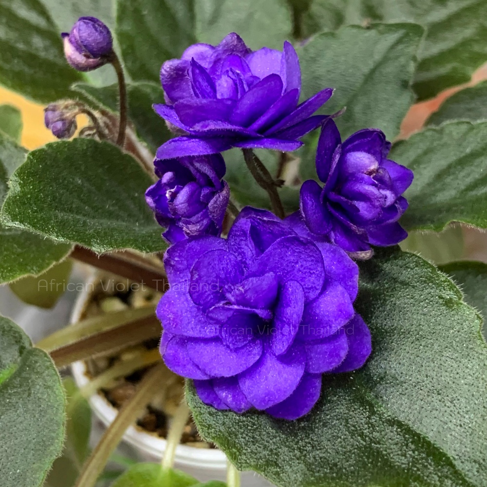 จำหน่าย แอฟริกันไวโอเล็ต สายพันธุ์ต่างประเทศ มาใหม่ทุกเสาร์ สั่งซื้อได้ที่ https://facebook.com/AfricanVioletThailand