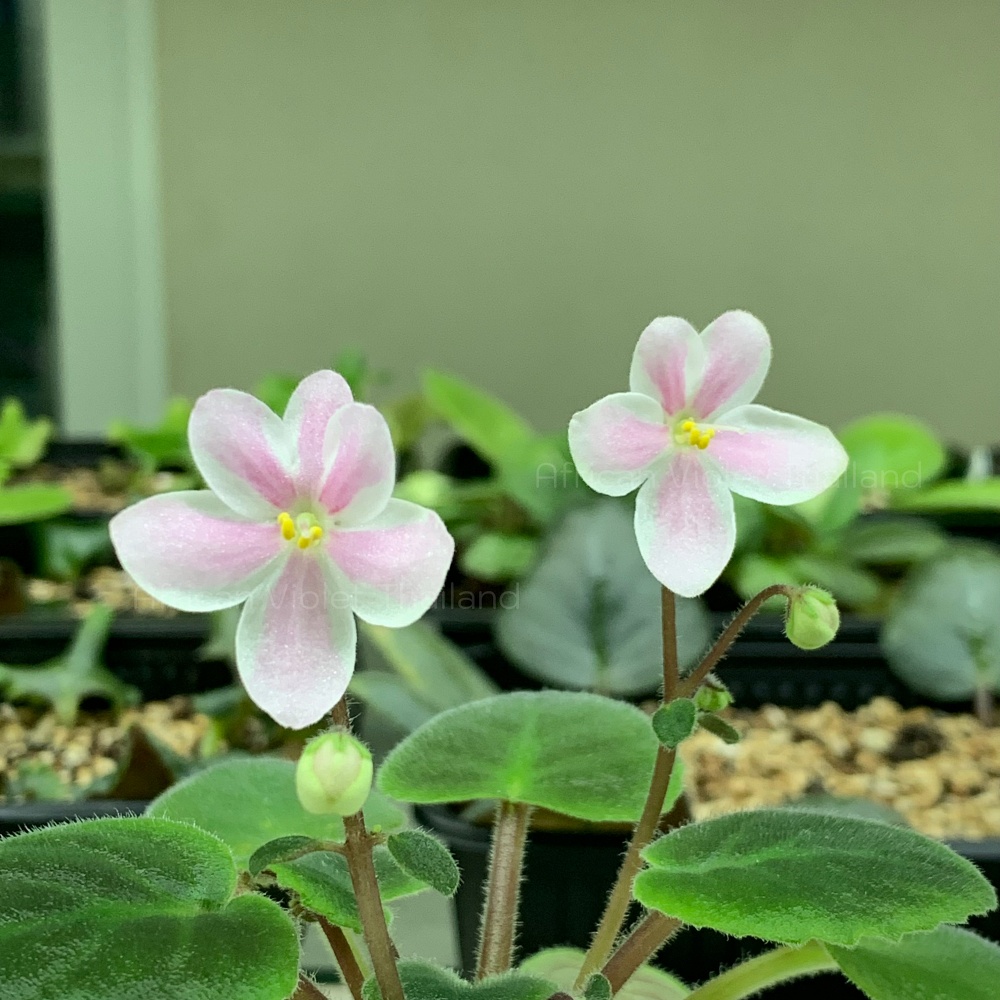 จำหน่าย แอฟริกันไวโอเล็ต สายพันธุ์ต่างประเทศ มาใหม่ทุกเสาร์ สั่งซื้อได้ที่ https://facebook.com/AfricanVioletThailand