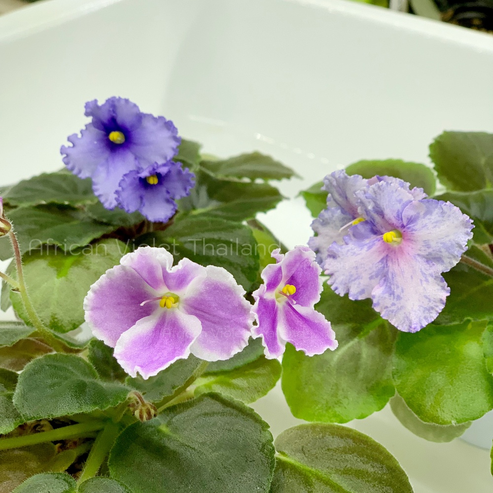 จำหน่าย แอฟริกันไวโอเล็ต สายพันธุ์ต่างประเทศ มาใหม่ทุกเสาร์ สั่งซื้อได้ที่ https://facebook.com/AfricanVioletThailand