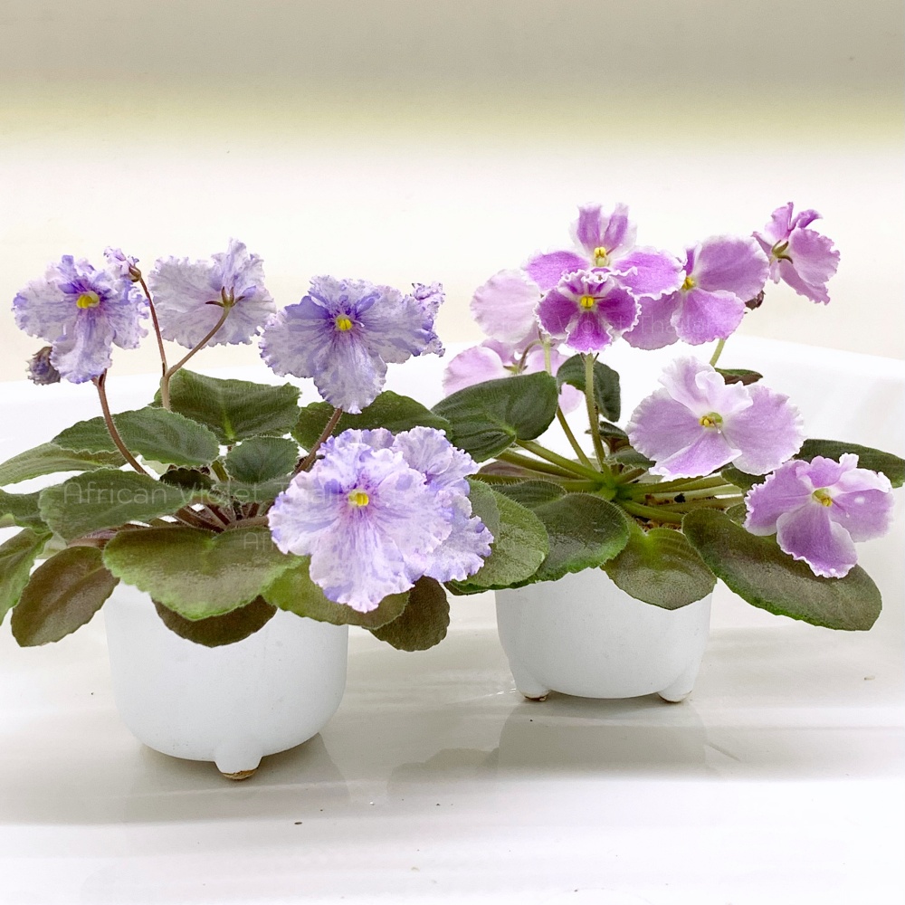 จำหน่าย แอฟริกันไวโอเล็ต สายพันธุ์ต่างประเทศ มาใหม่ทุกเสาร์ สั่งซื้อได้ที่ https://facebook.com/AfricanVioletThailand