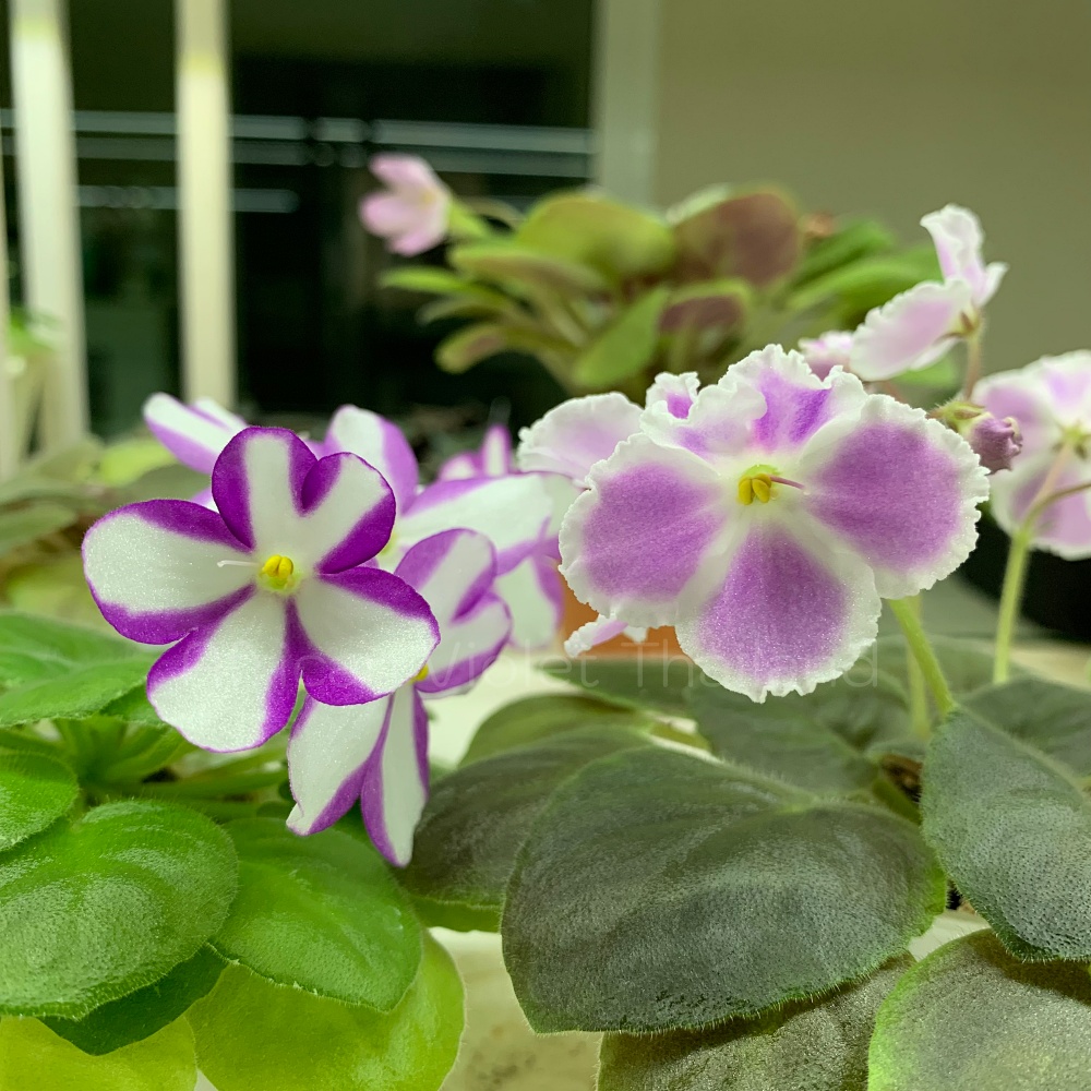 จำหน่าย แอฟริกันไวโอเล็ต สายพันธุ์ต่างประเทศ มาใหม่ทุกเสาร์ สั่งซื้อได้ที่ https://facebook.com/AfricanVioletThailand