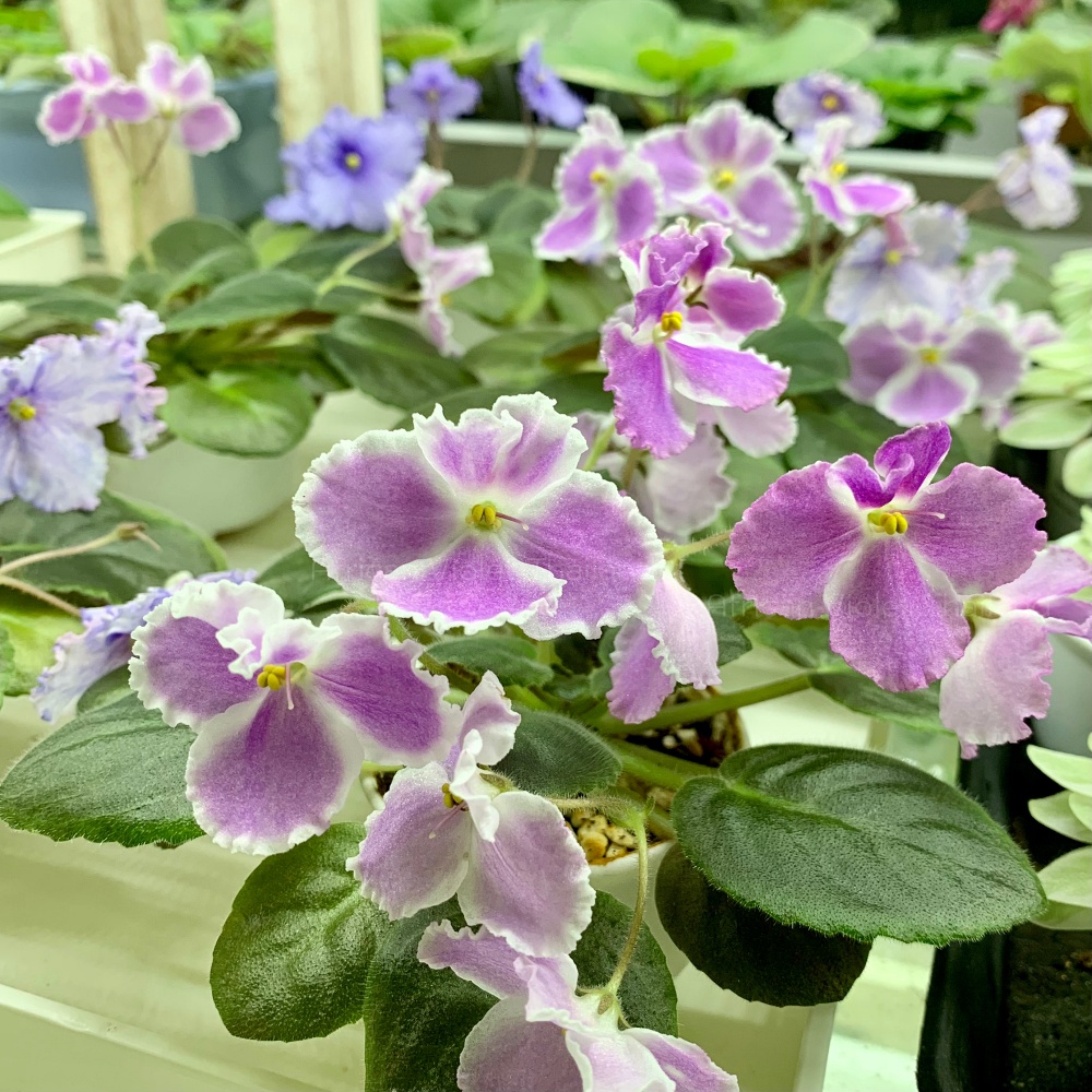 จำหน่าย แอฟริกันไวโอเล็ต สายพันธุ์ต่างประเทศ มาใหม่ทุกเสาร์ สั่งซื้อได้ที่ https://facebook.com/AfricanVioletThailand