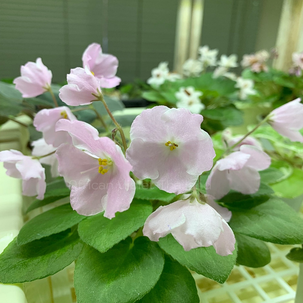 จำหน่าย แอฟริกันไวโอเล็ต สายพันธุ์ต่างประเทศ มาใหม่ทุกเสาร์ สั่งซื้อได้ที่ https://facebook.com/AfricanVioletThailand