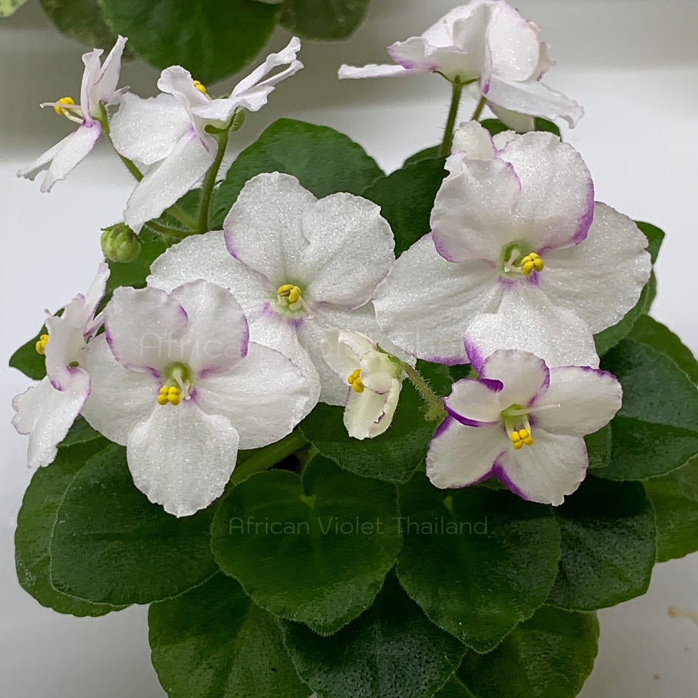 จำหน่าย แอฟริกันไวโอเล็ต สายพันธุ์ต่างประเทศ มาใหม่ทุกเสาร์ สั่งซื้อได้ที่ https://facebook.com/AfricanVioletThailand