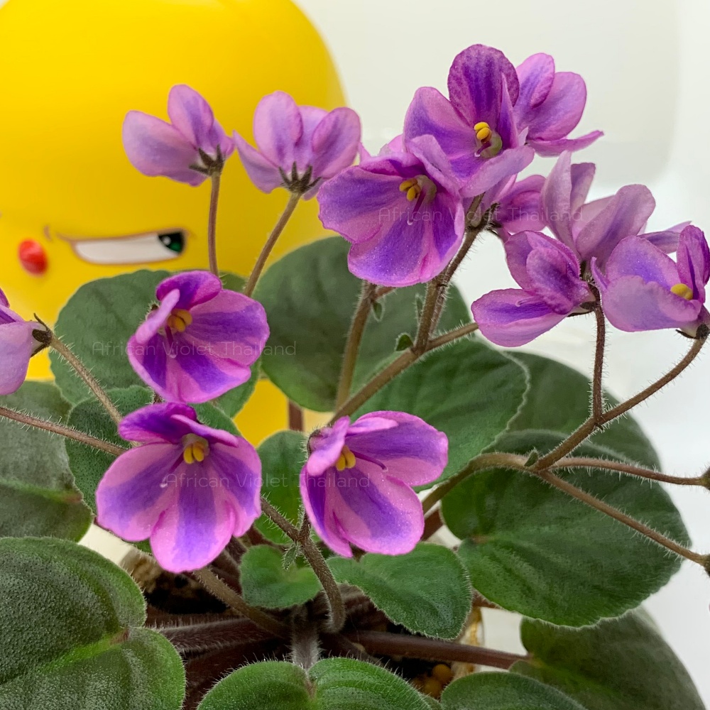 จำหน่าย แอฟริกันไวโอเล็ต สายพันธุ์ต่างประเทศ มาใหม่ทุกเสาร์ สั่งซื้อได้ที่ https://facebook.com/AfricanVioletThailand