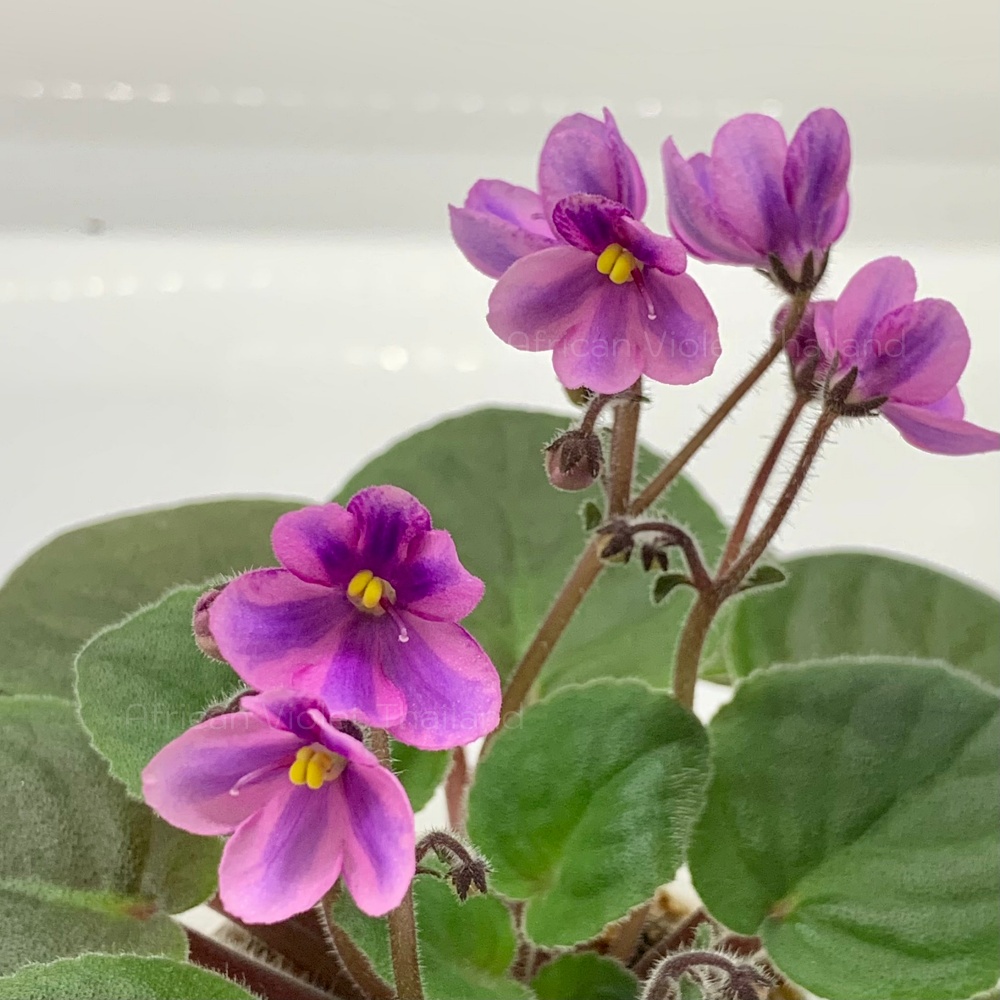 จำหน่าย แอฟริกันไวโอเล็ต สายพันธุ์ต่างประเทศ มาใหม่ทุกเสาร์ สั่งซื้อได้ที่ https://facebook.com/AfricanVioletThailand