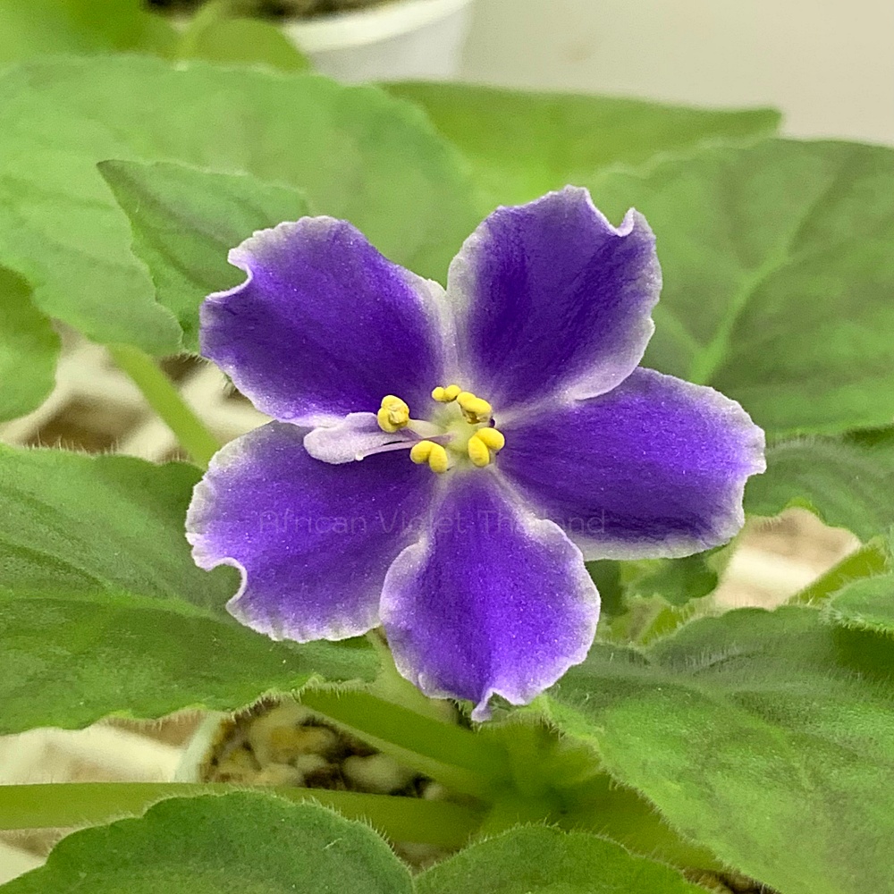จำหน่าย แอฟริกันไวโอเล็ต สายพันธุ์ต่างประเทศ มาใหม่ทุกเสาร์ สั่งซื้อได้ที่ https://facebook.com/AfricanVioletThailand